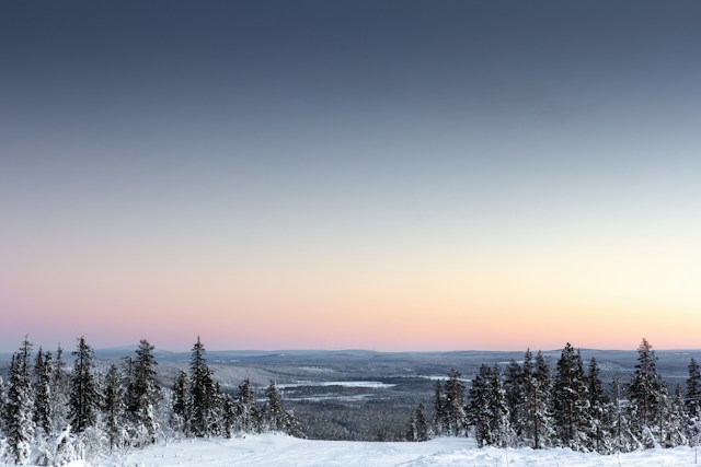 Forest in Lapland